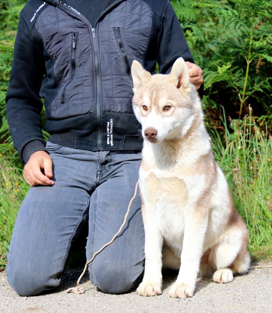 des jardins d'Epona - Chiot disponible  - Siberian Husky