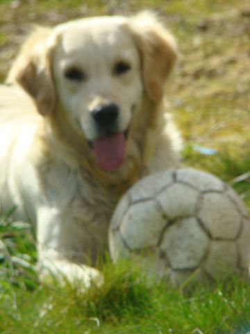 Antares des jardins d'Epona