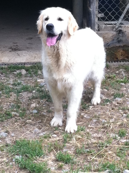 Easy love des jardins d'Epona