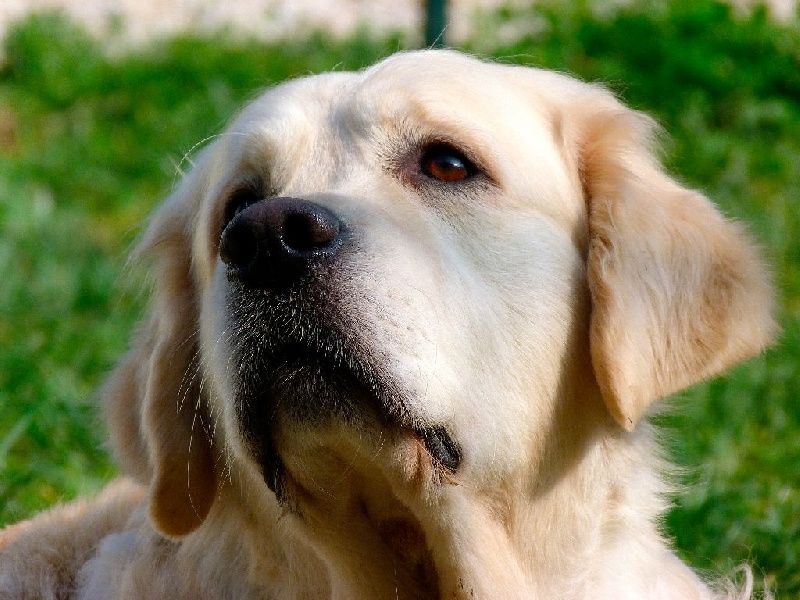 Granola des jardins d'Epona