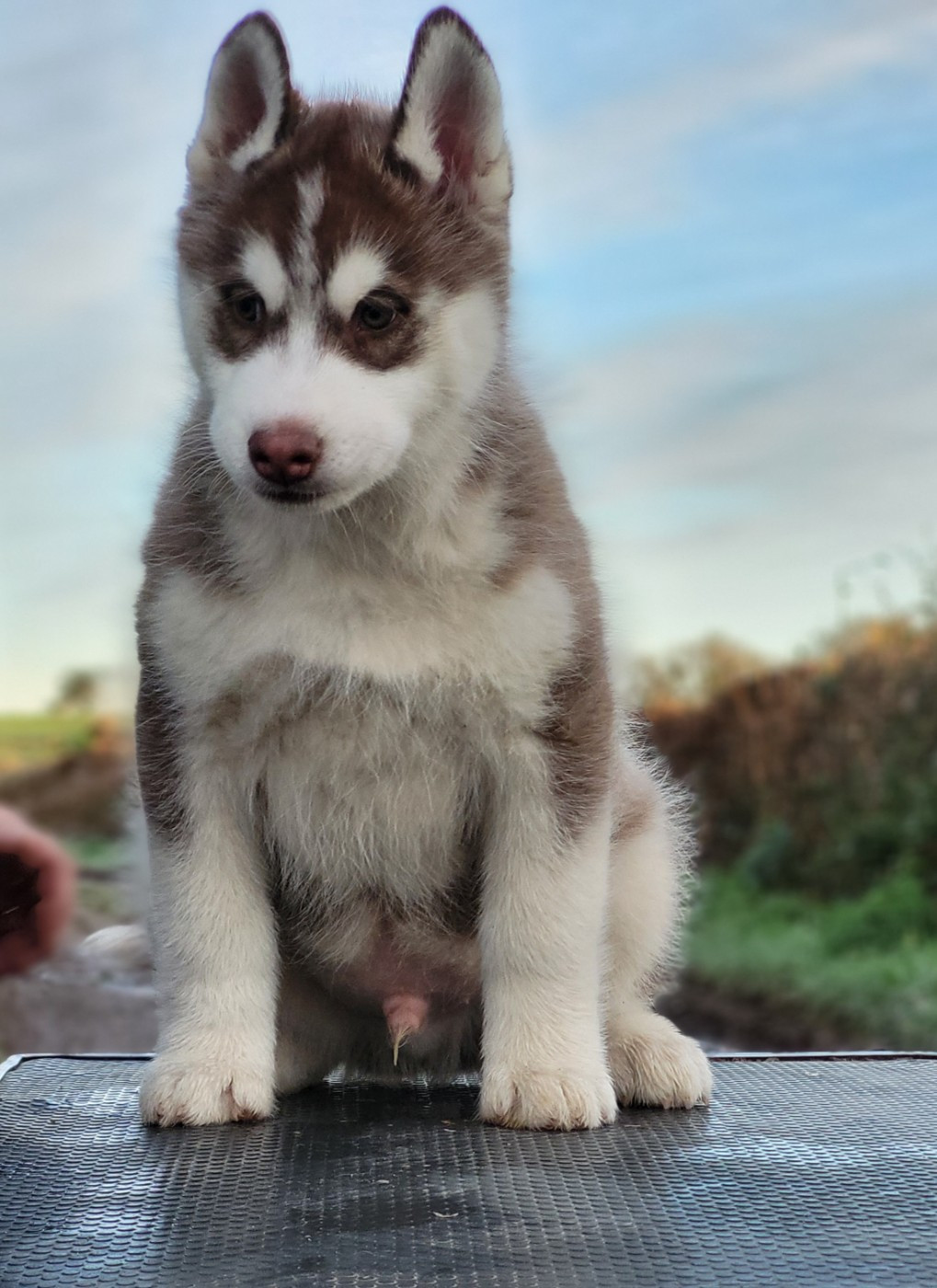 bébés disponibles.
