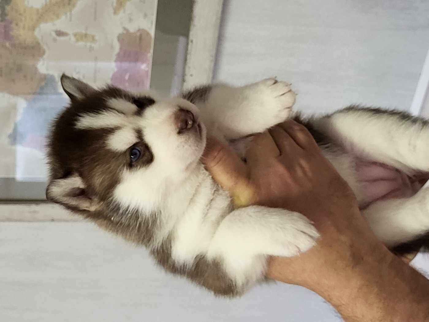 des jardins d'Epona - Chiots disponibles - Siberian Husky