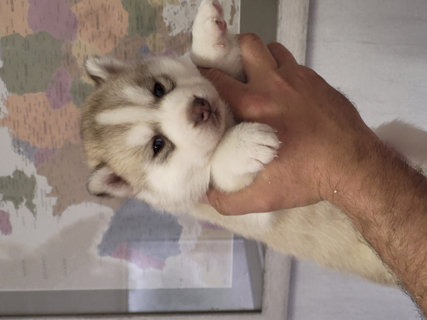 des jardins d'Epona - Chiots disponibles - Siberian Husky