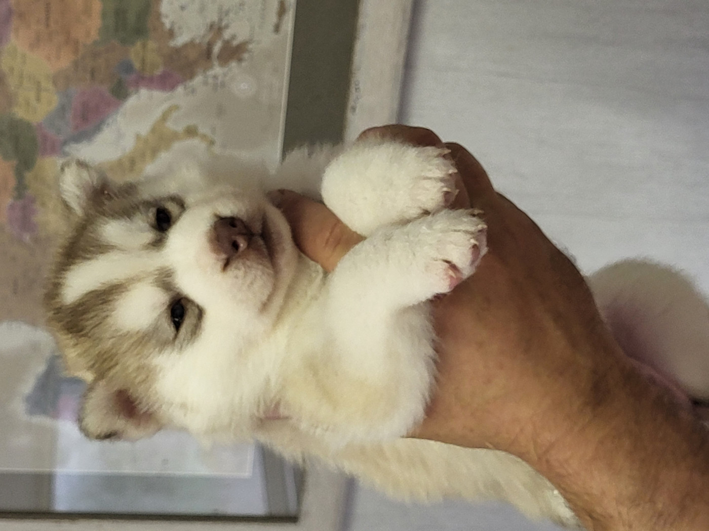 des jardins d'Epona - Chiots disponibles - Siberian Husky