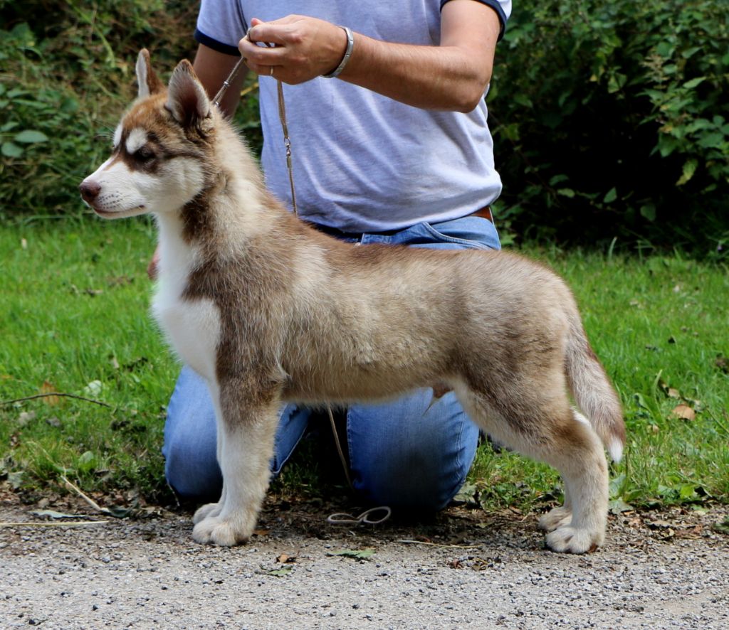 des jardins d'Epona - Siberian Husky - Portée née le 09/05/2019